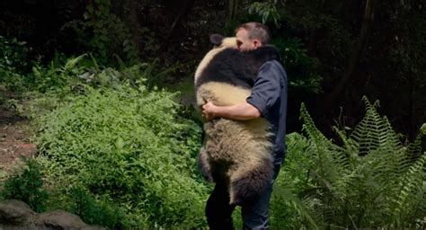 An Affectionate Panda Hugs Her Favorite Human Before Climbing A Tree In