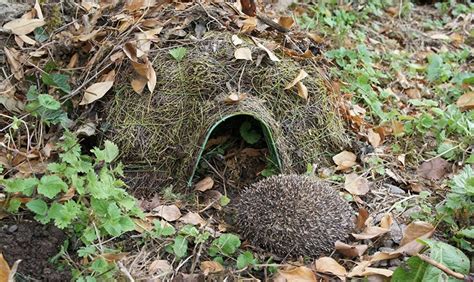 Hedgehog House 7 Of The Best Hedgehog Houses Reviewed In 2022