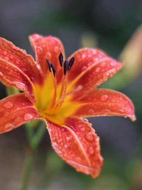 Premium Photo Close Up Of Wet Red Rose Flower