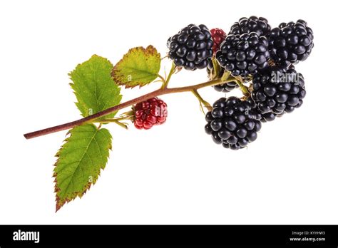 Branch Of Bramble Isolated On White Background Bunch Of Beautiful Ripe