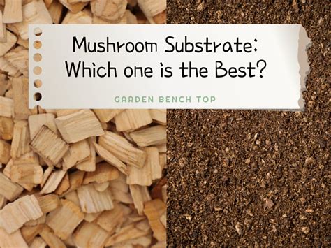 Mushroom Substrate A Comprehensive Guide With Recipes