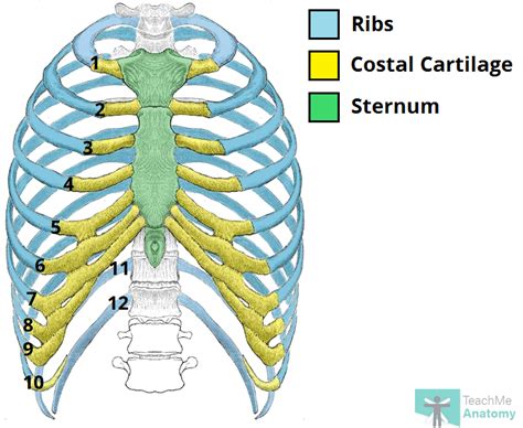 Rib Cage Anatomy Human Skeleton System Rib Cage Anatomy Anterior View