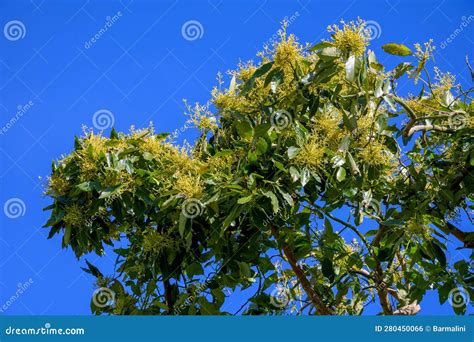 Seasonal Blossom Of Evergreen Avocado Trees In April On Plantations In