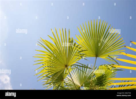 Coconuts Palm Tree Perspective View From Floor High Up Stock Photo Alamy