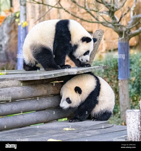 Giant Pandas Playing Together Outdoors Stock Photo Alamy