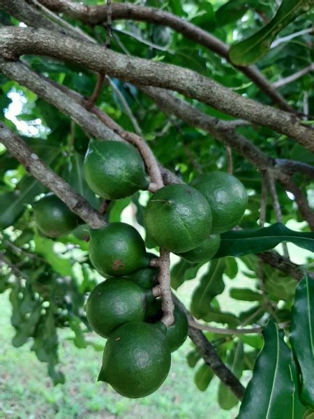 Buy Macadamia Nut Trees Keauhou Macadamia Integrifolia