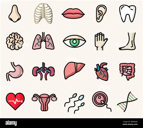 Iconos Coloridos De La Anatomía Y Partes Del Cuerpo Humano Conjunto De