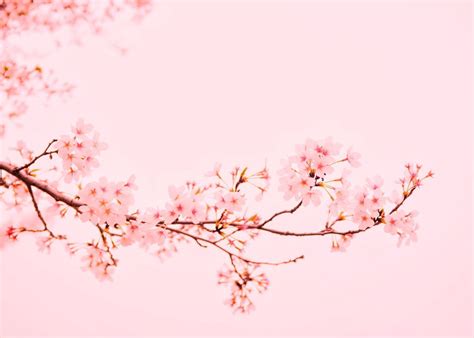 Pink Cherry Blossoms Poster By Bear Amber Art Displate Cherry