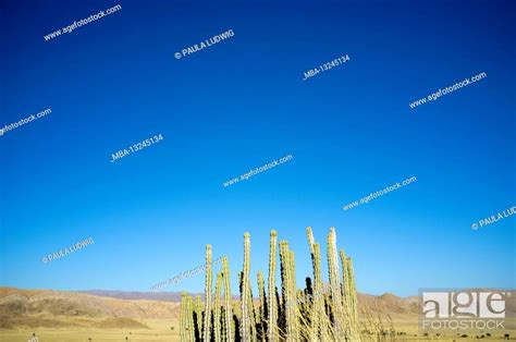 Cacti Desert Blue Sky Namibia Stock Photo Picture And Rights