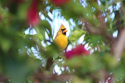 Woman Photographs Extremely Rare ‘one In A Million Yellow