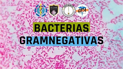 Bacterias Gramnegativas Youtube