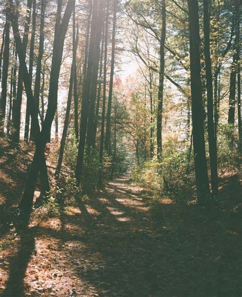 The Woods Lets Get Lost Here Nature Aesthetic Nature Scenery