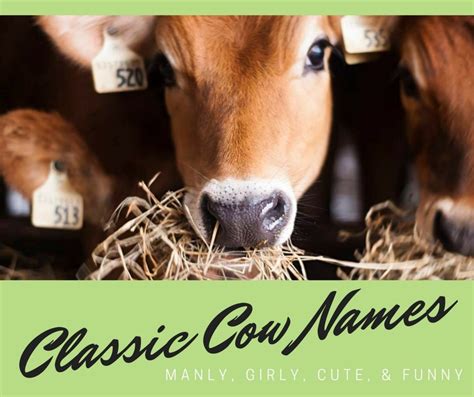 75 Classic Cow Names Pethelpful