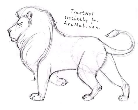 Pin By Rachel Spence On Sketchbook Lion Drawing Lion Sketch Animal