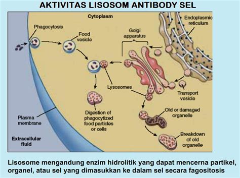 Seperti aplikasi lainnya, make money akan memberikan berbagai survey yang harus anda jawab. BIOLOGI GONZAGA: February 2012