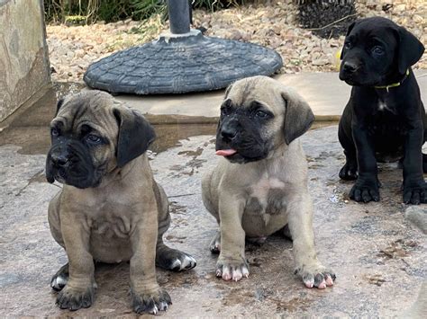 Cane corso puppies - Petclassifieds.com