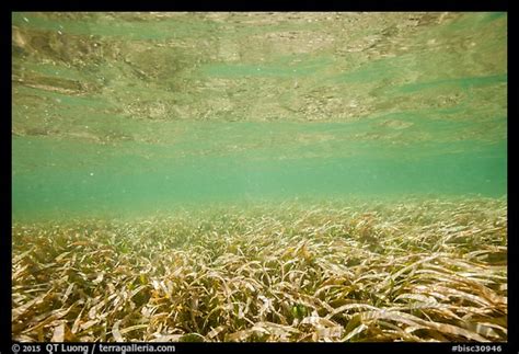 Picturephoto Underwater View Of Seagrass Biscayne National Park