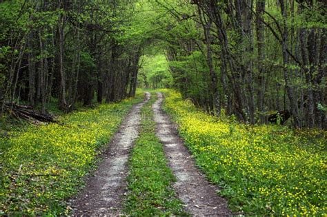 Spring Road Stock Photo Image Of Beauty Peaceful Natural 32663110