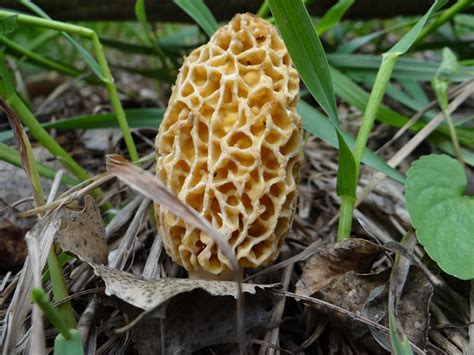 About Morel Mushrooms This Spring •Nebraskaland Magazine