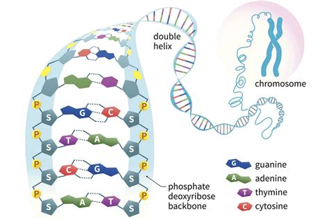 Axit Nucleic Thành Phần Vượt Trội Trong Liệu Pháp Trẻ Hoá Da Ina