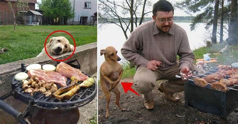 10 Hilarious Photos Of Dogs Begging For Food Small Joys