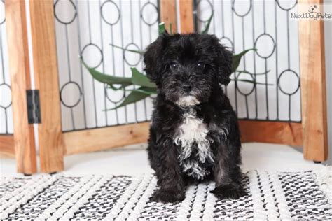 Goldie Schnoodle Puppy For Sale Near Ft Myers Sw Florida Florida