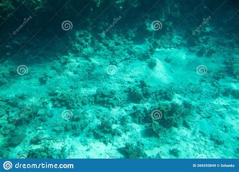 Coral Reef At The Bottom Of The Red Sea Stock Image Image Of