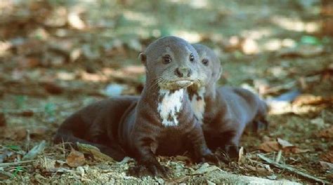 Super Cute Baby Giant Otters Otter Pup Otters Pup