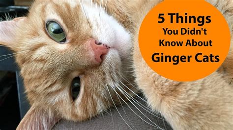 5 Things You Didnt Know About Ginger Cats ♡ Youtube