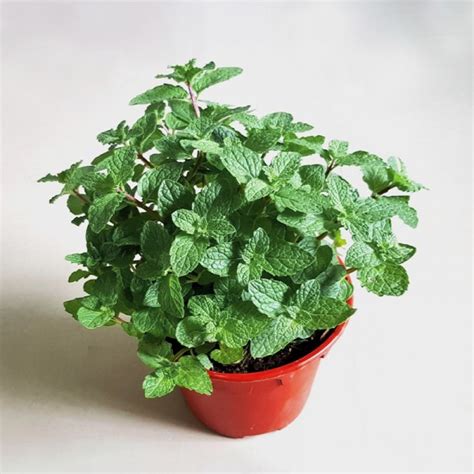 Mint Plant Myflowertree