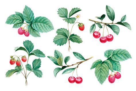 Watercolor Illustrations Of Berries On Behance