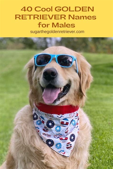 100 Amazing Golden Retriever Dog Names Artofit