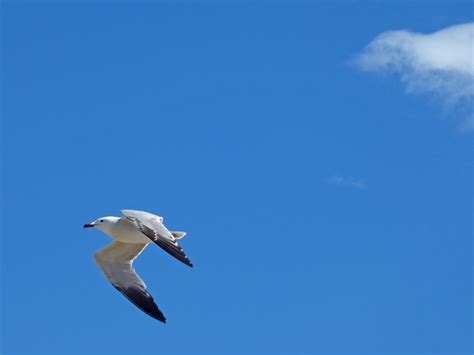 Free Images Wing Sky Seabird Seagull Flight Vertebrate Water