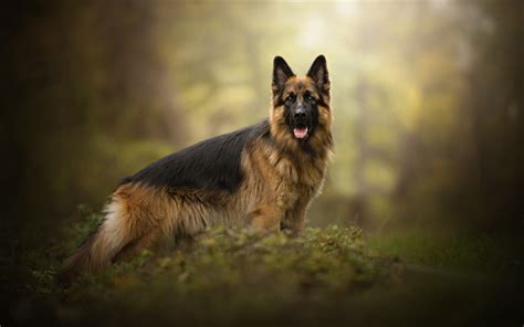 Download Wallpapers German Shepherd Dog Dog Forest Hunting Dogs