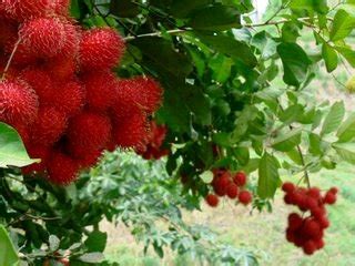 Hanya Sekadar Perkongsian Al Kisah Sepohon Pokok Rambutan