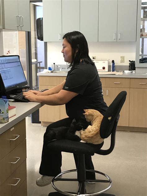 Cat Living At Vets Office Calms All The Other Patients — Even Dogs Vet