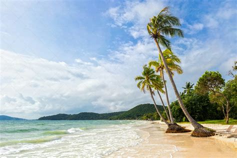 Tropical Palm Trees On Beach Stock Photos Motion Array