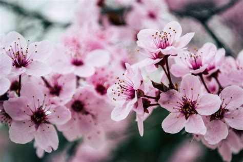 10 Most Popular Japanese Flowers Cherry Blossom Flowers Beautiful