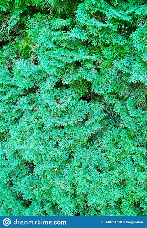 Green Boughs Of A Conifer Stock Photo Image Of Fresh 140701358