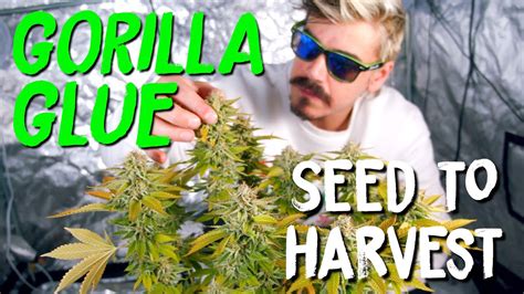 Gorilla Glue Seed To Harvest Grow Journal From Seedstockers Gg4