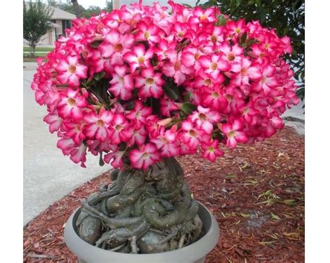 Pada dasarnya hampir semua dokumen negara thailand kuno yang masih ada. the best ornamental plants review: Beautiful Adenium ...