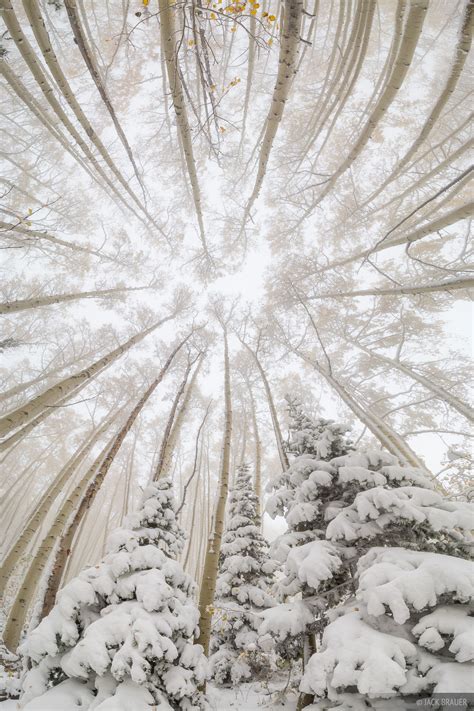 Snowy Aspen Vortex Wasatch Range Utah Mountain Photography By Jack