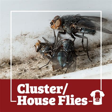 Contact us for an inspection today. cluster fly, house fly, flies, town and country, town and ...