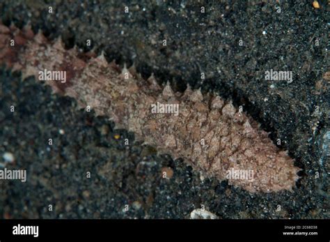 Dragonfish Sea Cucumber Stichopus Horrens Jadi Jadi Dive Site Lembeh