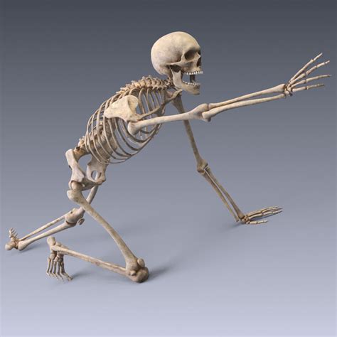 Anatomy of the human body muscular system watch in 3d the origin, insertion, and action of each muscle specific analysis and functions of all.view the skeletal system in 3d, rotate each bone up to 360 degrees and learn all the areas that are located on each bone, including the connection points. 3D model Human skeleton rigged VR / AR / low-poly rigged ...