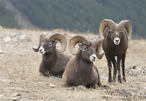 Big Setback For North Dakota Bighorn Gohunt