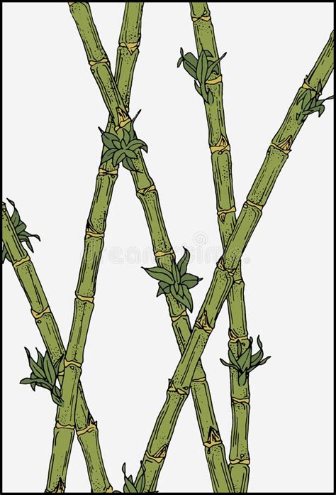 Bamboo Plants Background Blooming Bamboo Stalks Vector Illustration