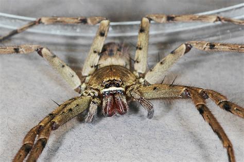 Can You Survive A Brazilian Wandering Spider Bite Myth Deadly