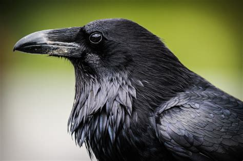 Raven Symbolism And Raven Meaning On Whats Your Sign