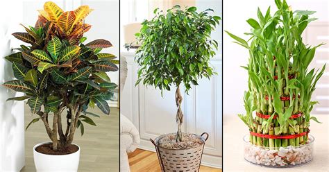 12 Best Indoor Plants For Indian Climate India Gardening